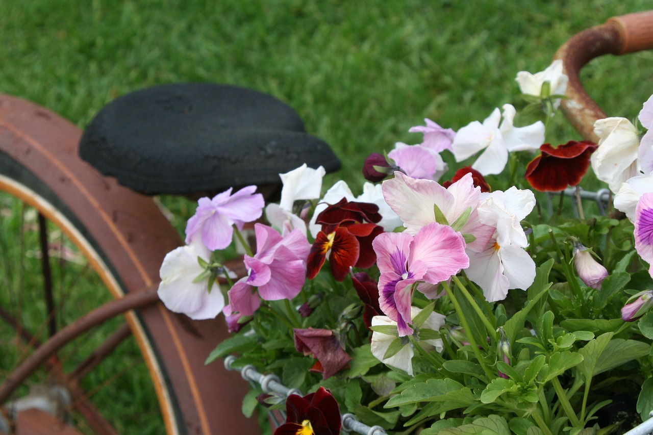 bicycle basket flowers free photo