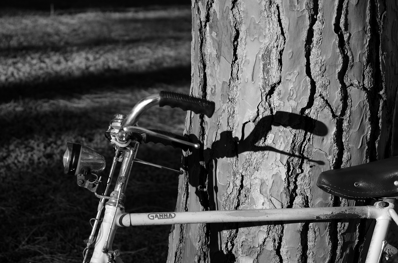 bicycle tree shadow free photo