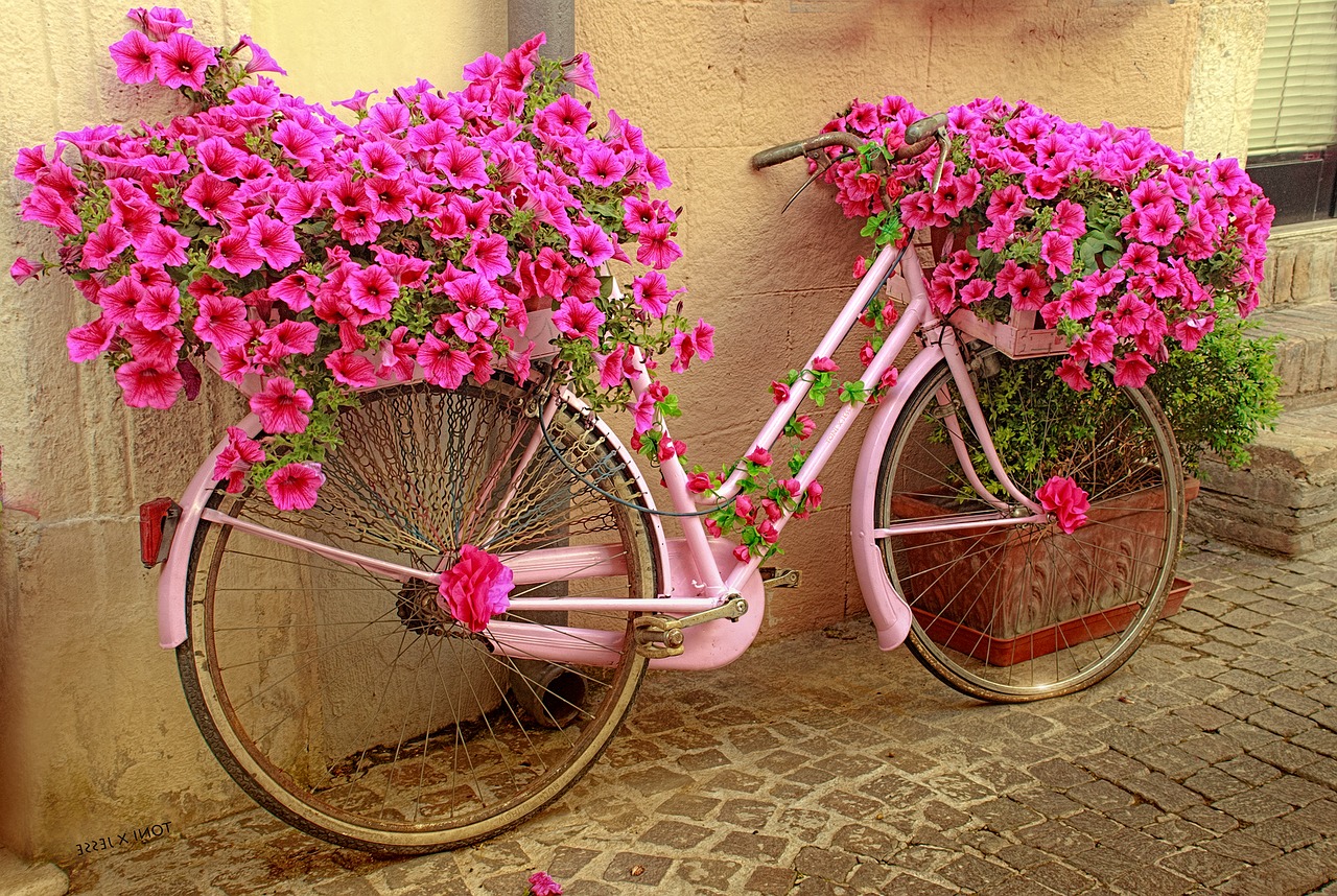 bicycle flowers rosa free photo