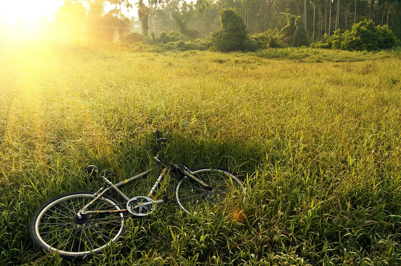 bicycle bike field free photo