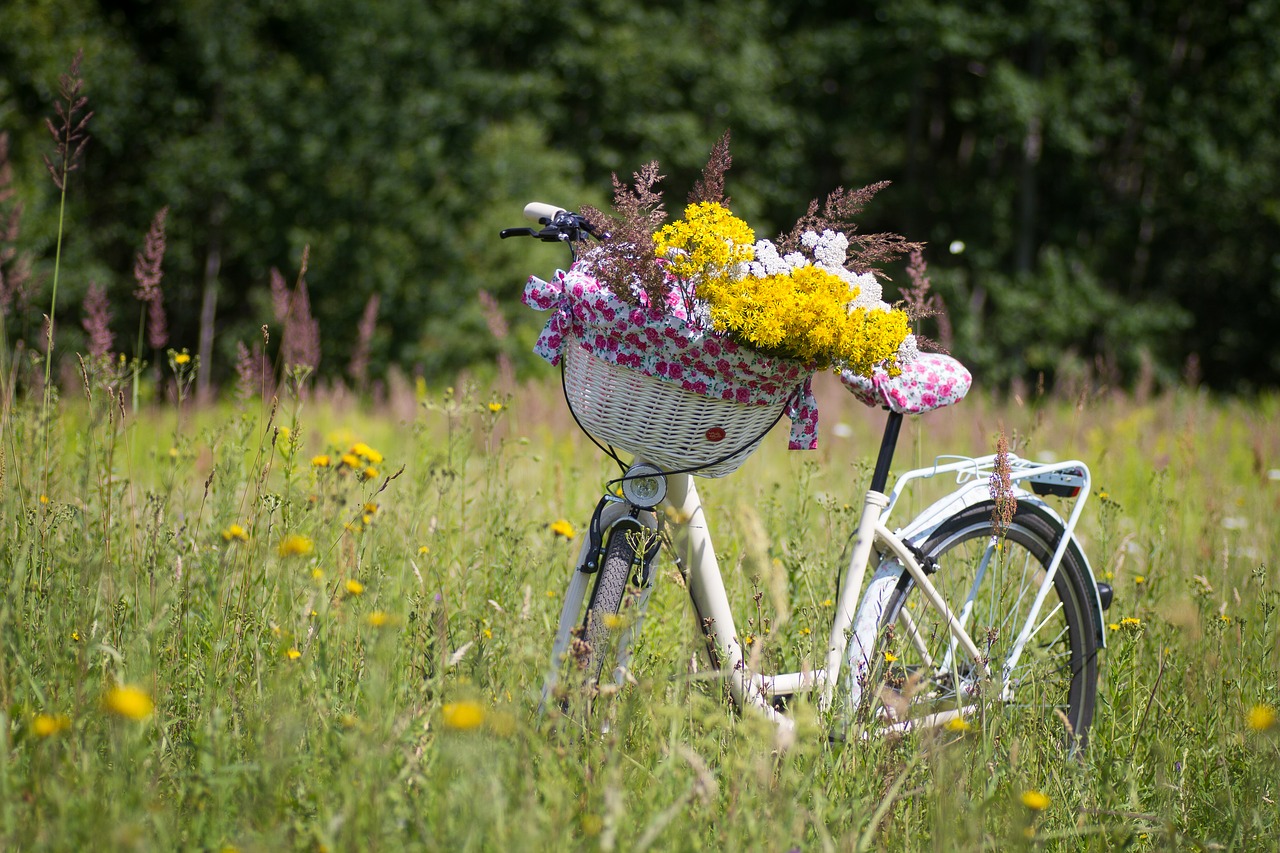 bicycle summer basket free photo