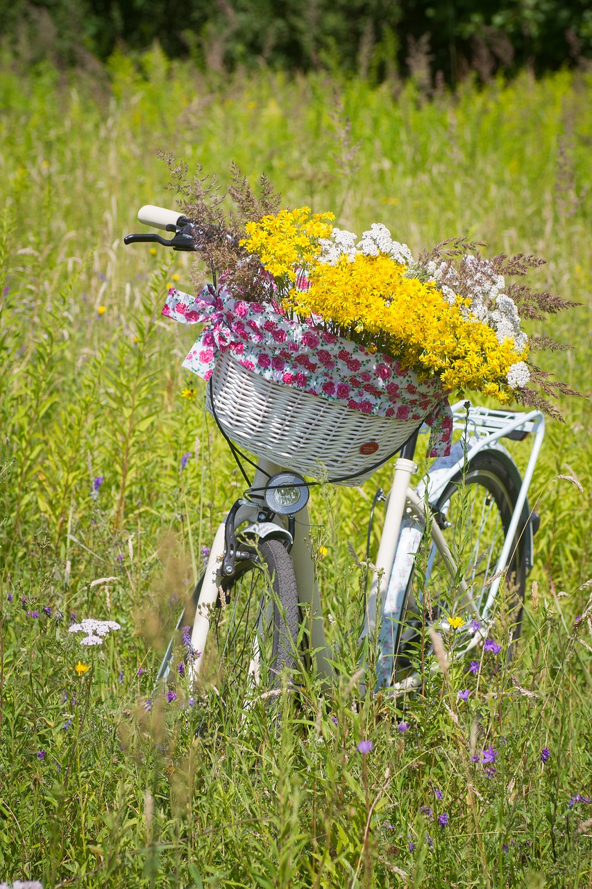 bicycle summer basket free photo