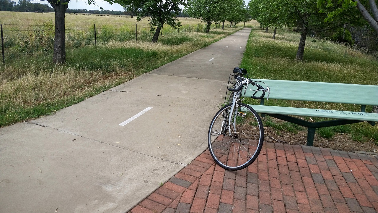 bicycle path avenue of trees free photo