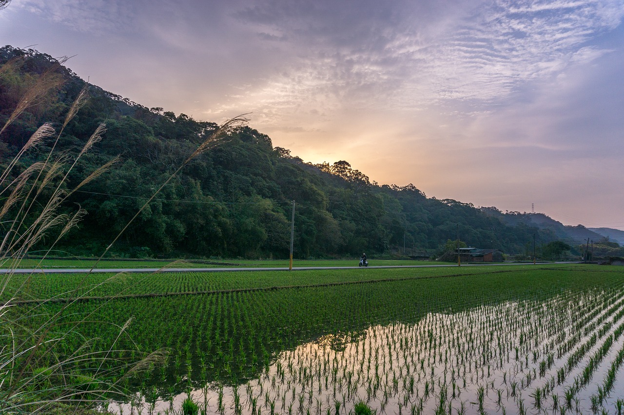 bicycle field rice free photo