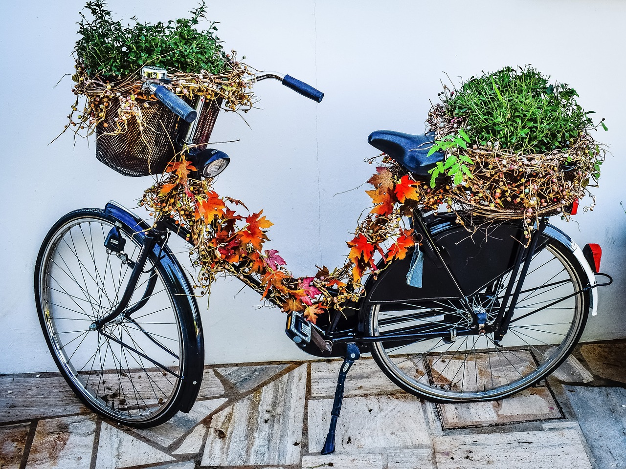 bicycle vine herbal free photo