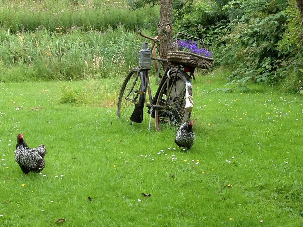 bicycle garden chicken free photo