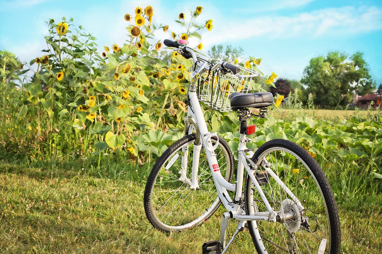 bicycle bike sunflowers free photo