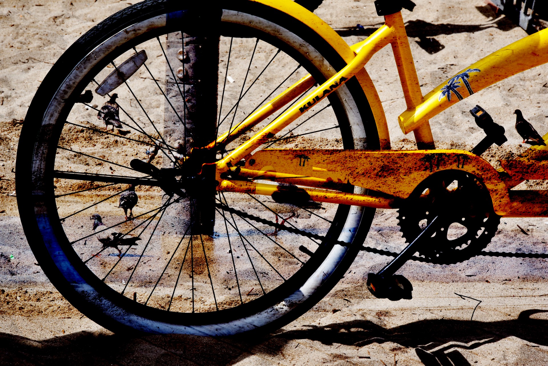 bicycle layer gulls free photo