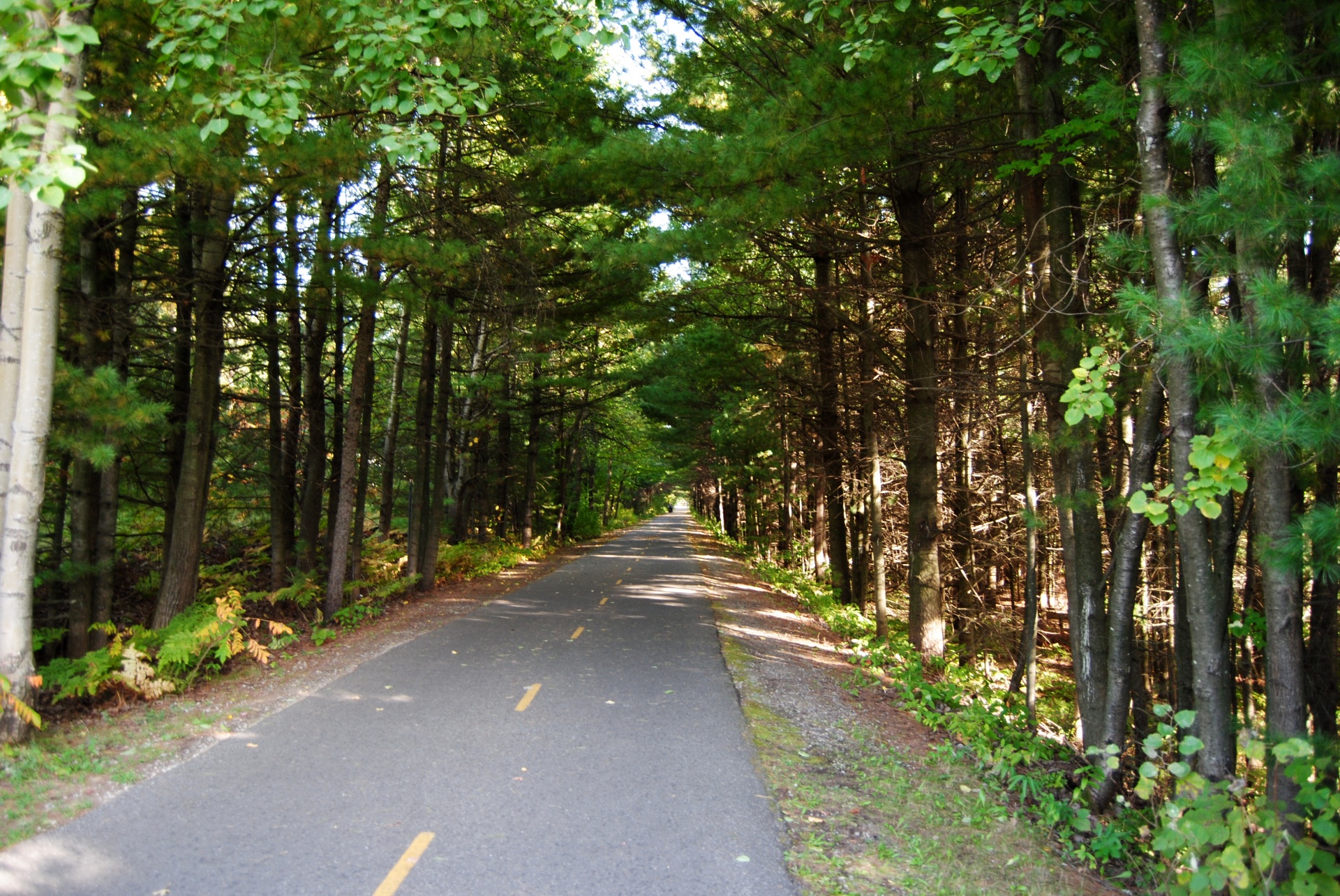 bike bicycle path free photo