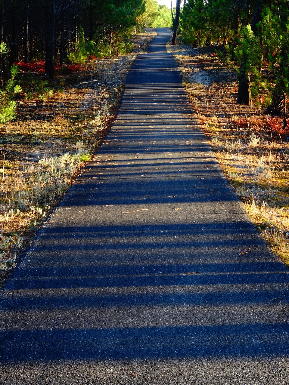 bicycle path shadow forest free photo