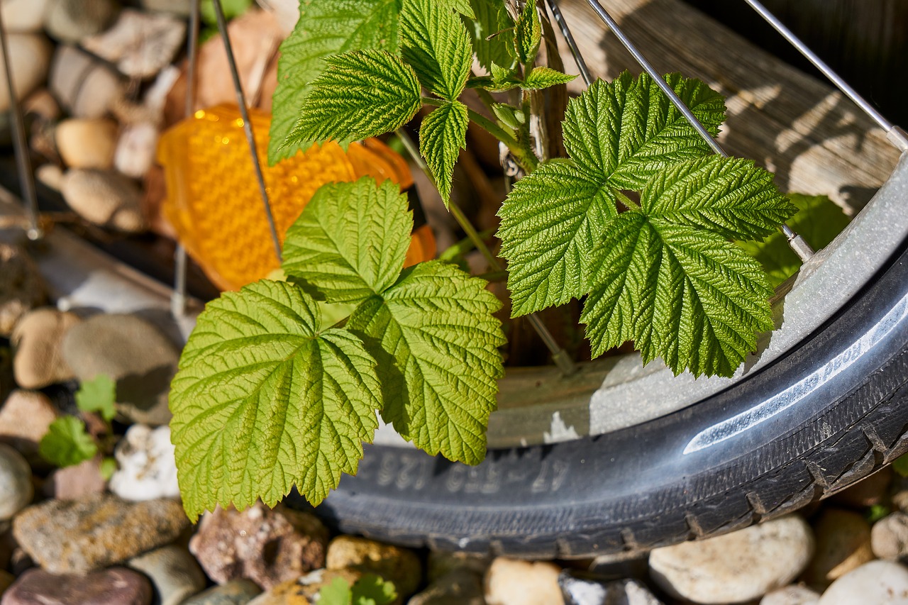 bicycle tires  overgrown  old free photo