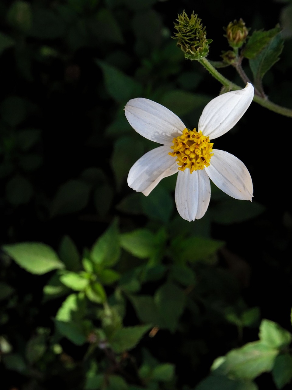 bidens alba white flower free photo