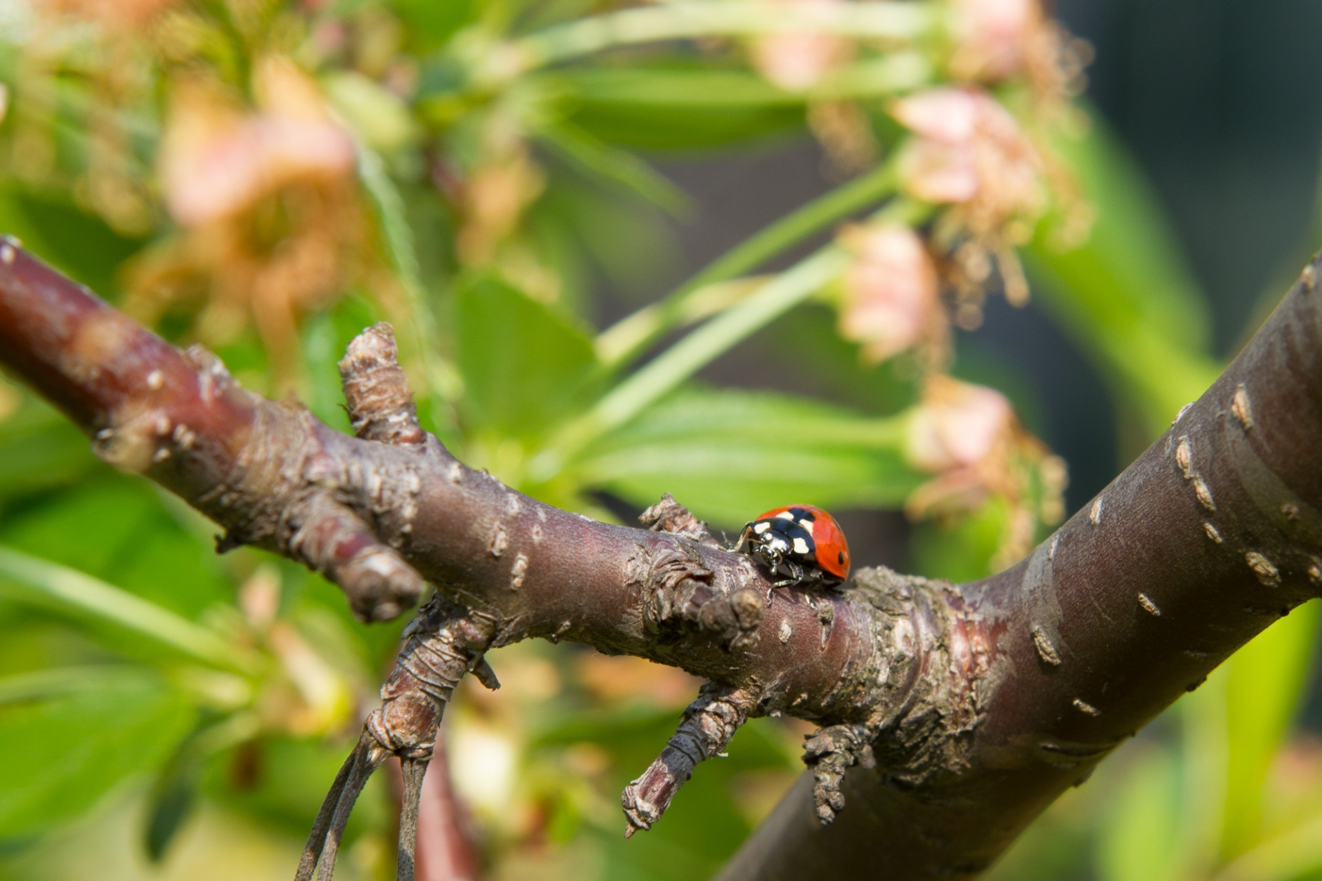 ladybug cherry tree free photo