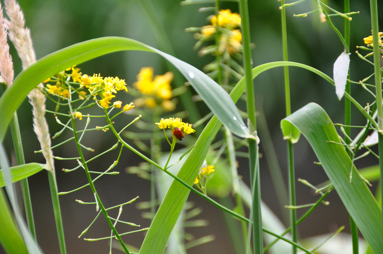 ladybug insect plant free photo