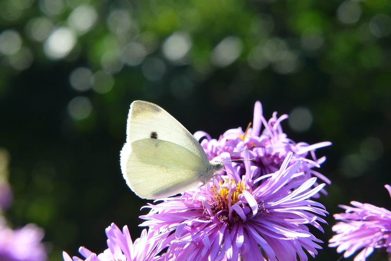 bielinek rzepnik  insect  tom free photo