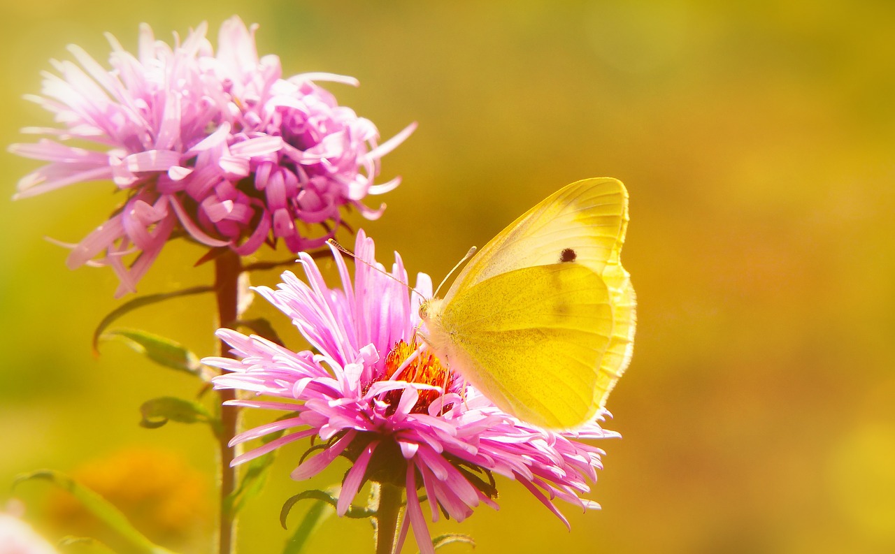 bielinek rzepnik  insect  butterfly day free photo