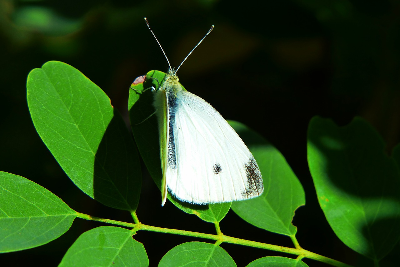 bielinek rzepnik  insect  tom free photo