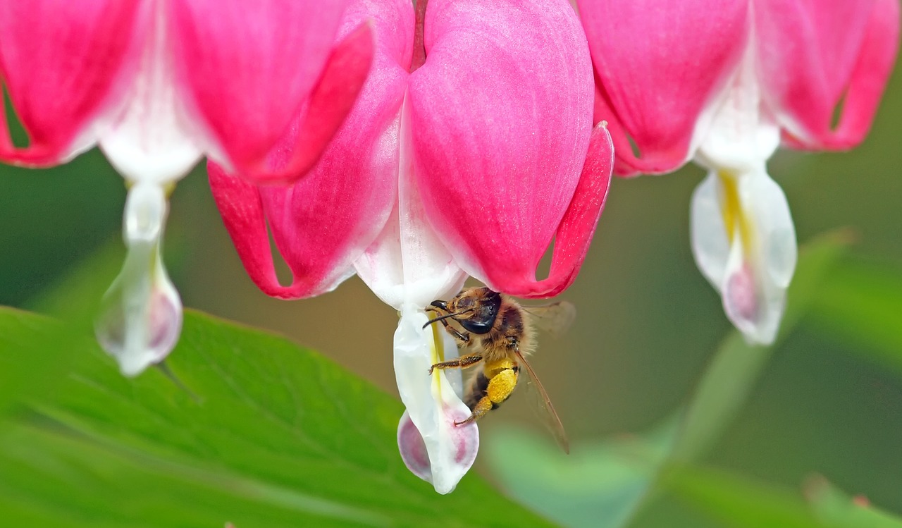 insect plant nature free photo