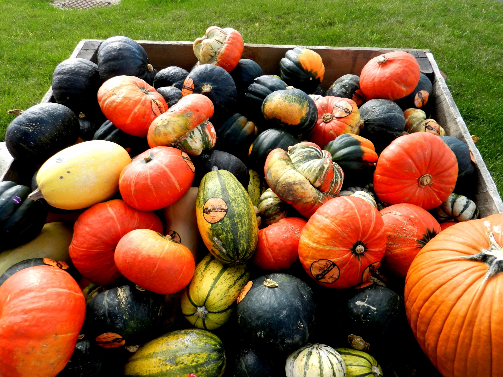 squash autumn basket free photo