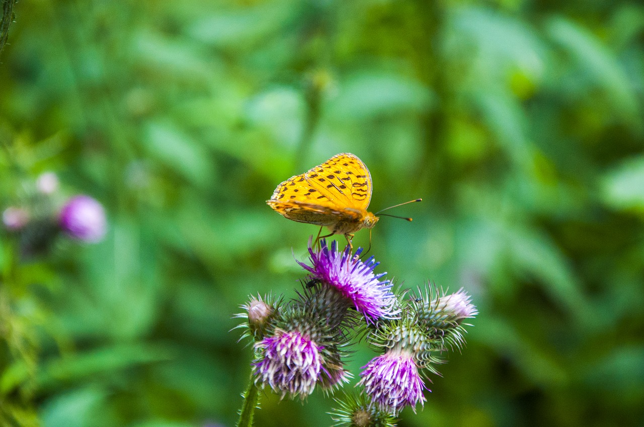 bieszczady  nature  poland free photo