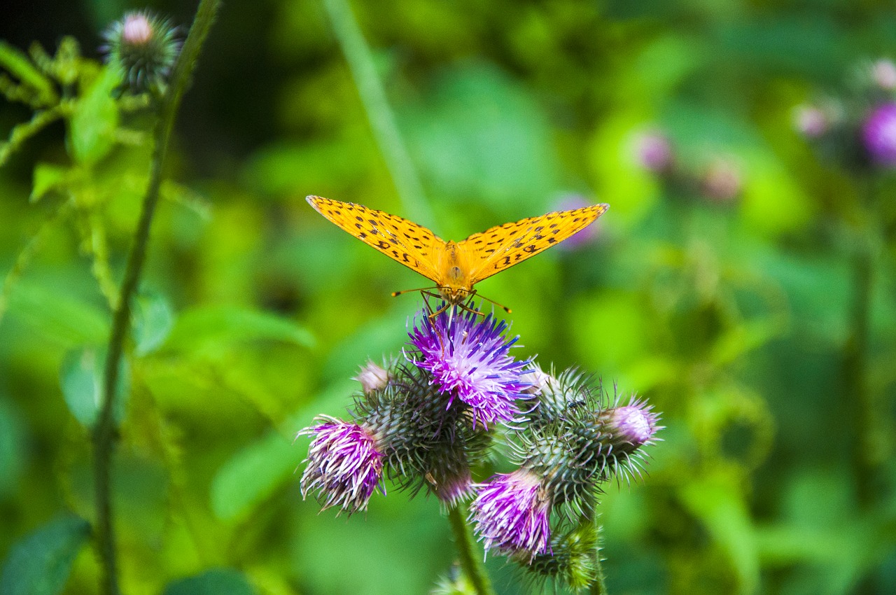 bieszczady  nature  poland free photo