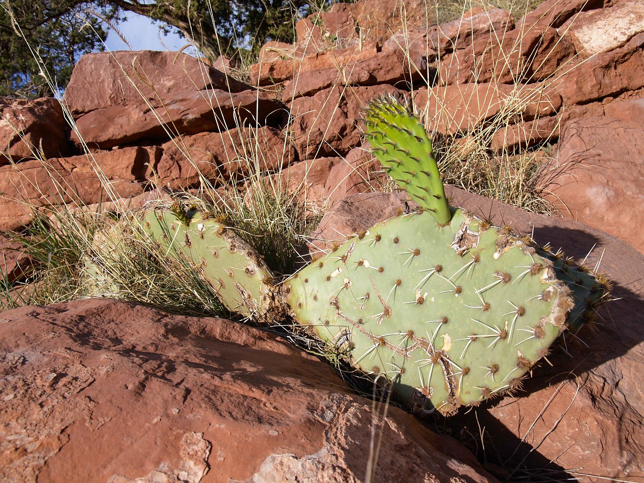 big cactus desert free photo