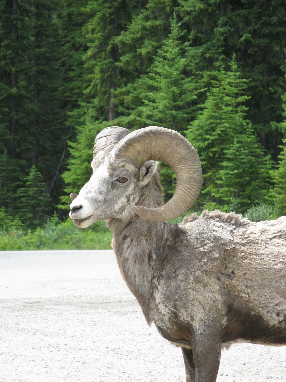 big horn sheep free photo