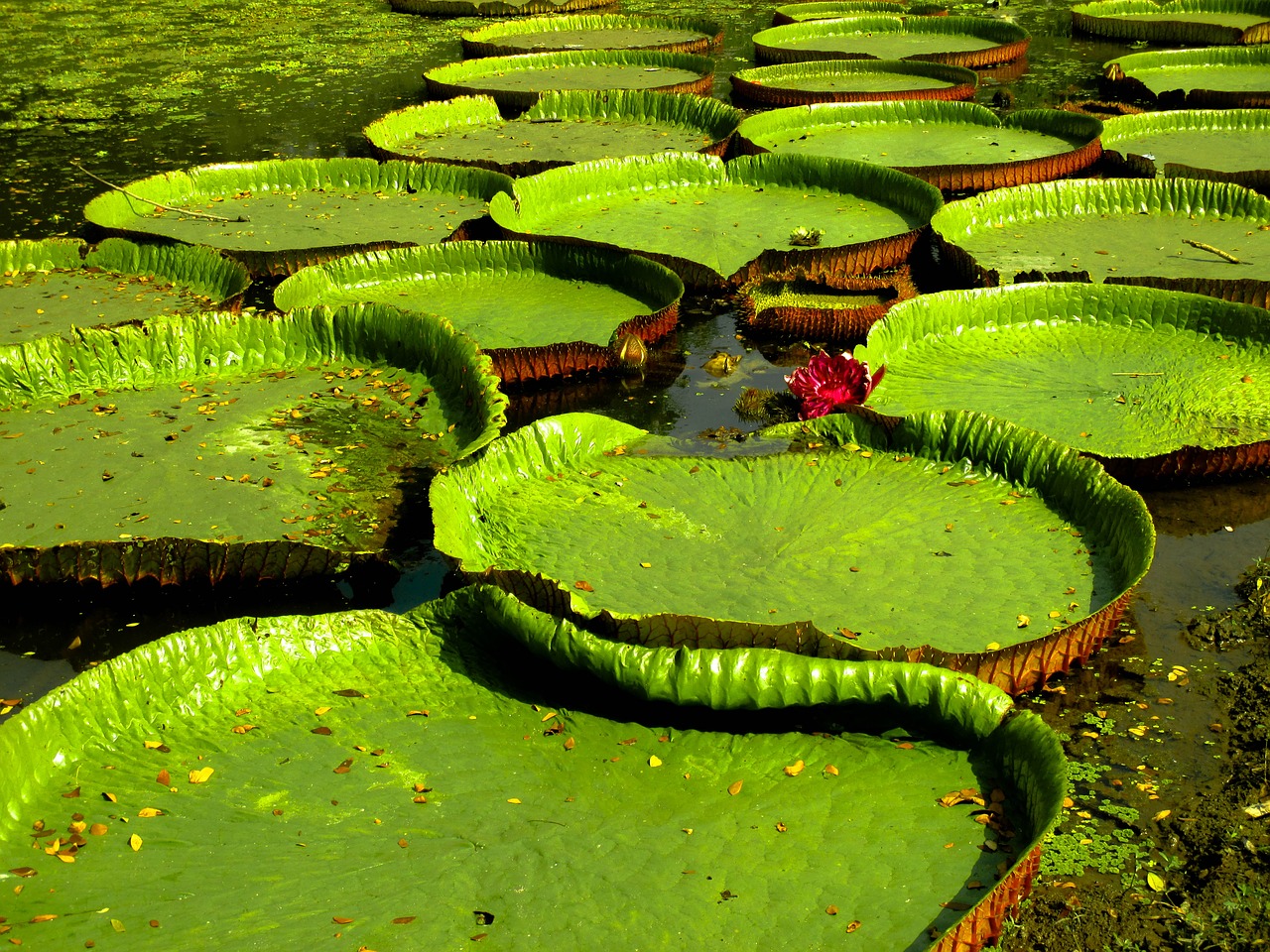 big green leaf free photo