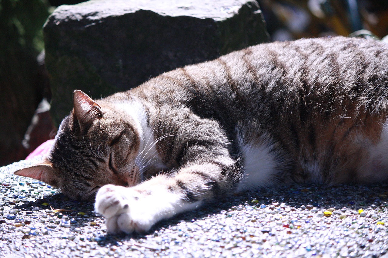 big  sleep  cat free photo