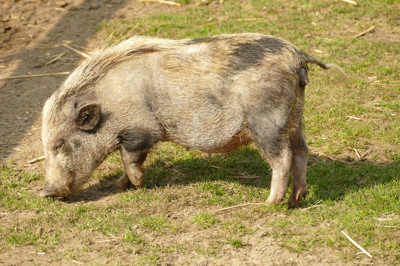 big  pig  hog free photo