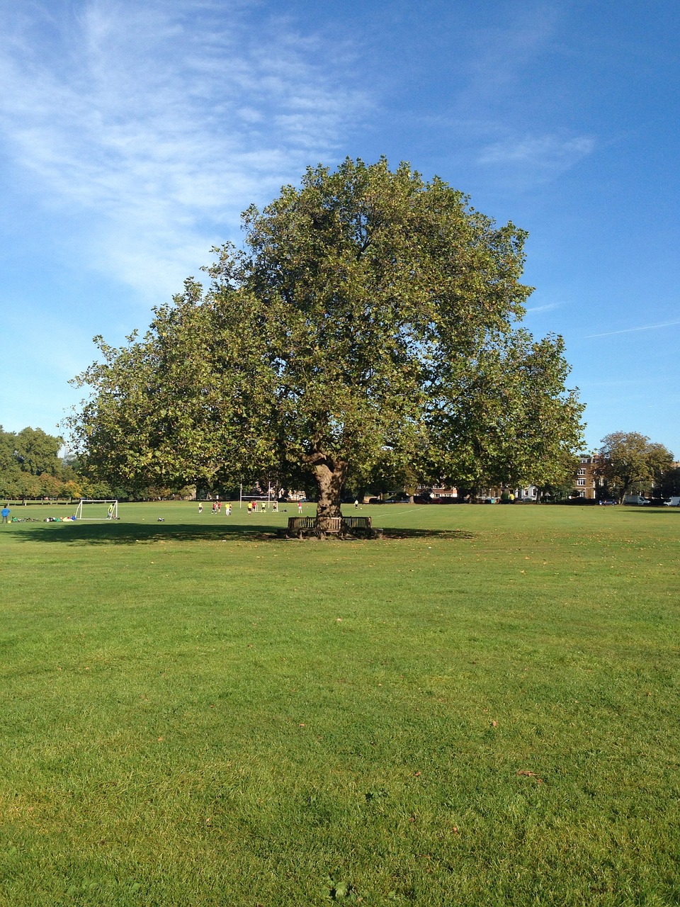 big green tree free photo