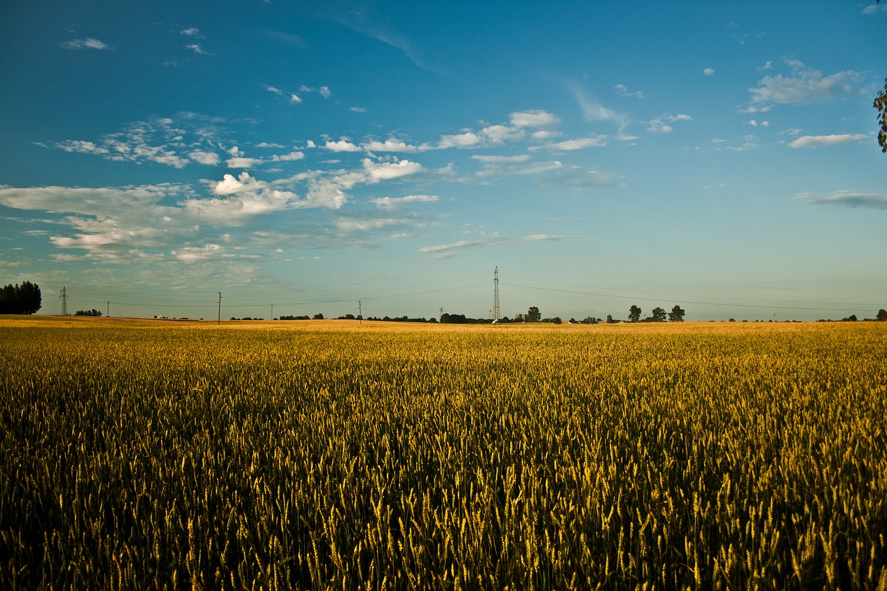 big field grain free photo