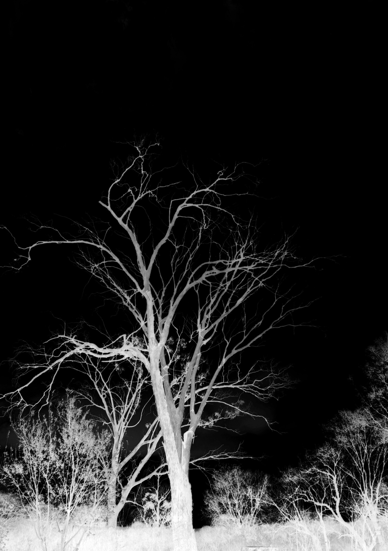 tree dark light free photo