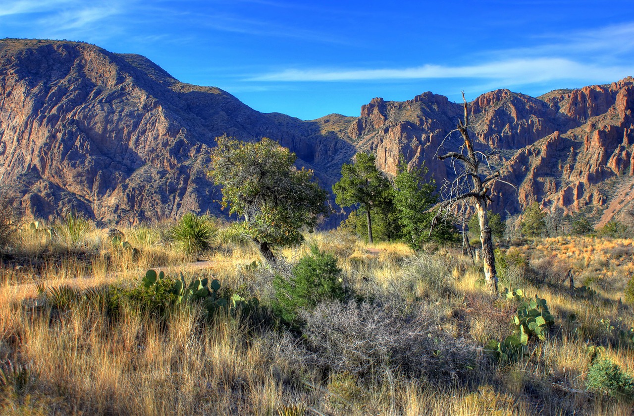 big bend national park texas usa free photo