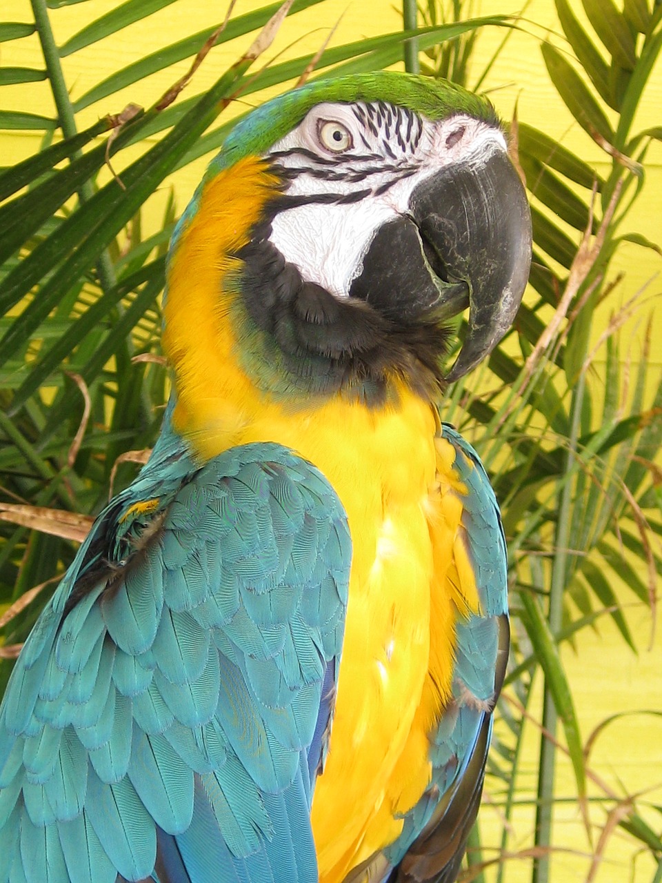 big bird pet exotic free photo