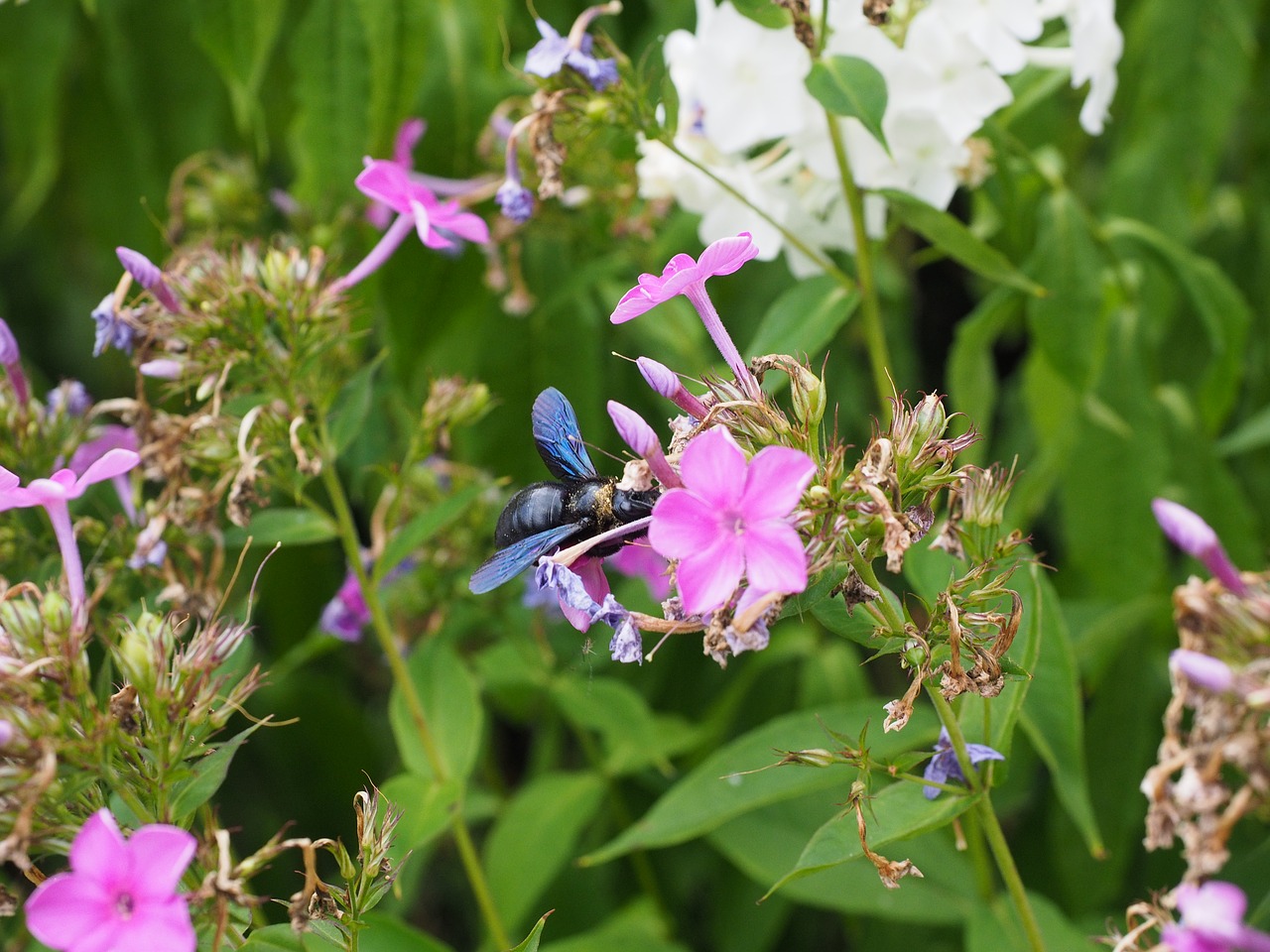 big blue wooden bee blue black wooden bee violet-winged wood bee free photo