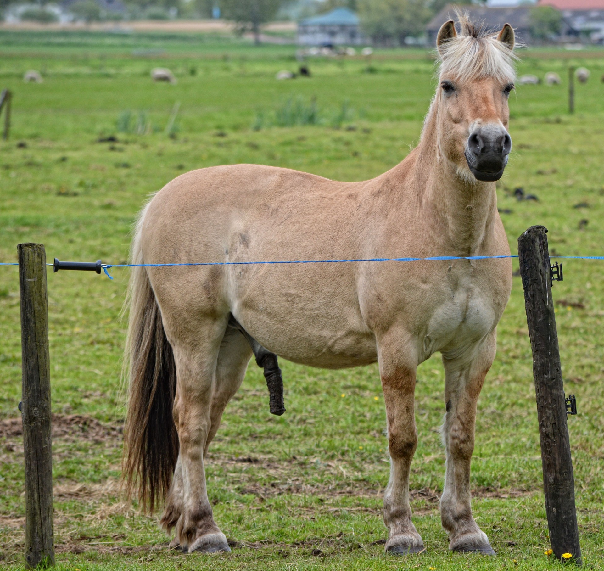 horse farm animal free photo