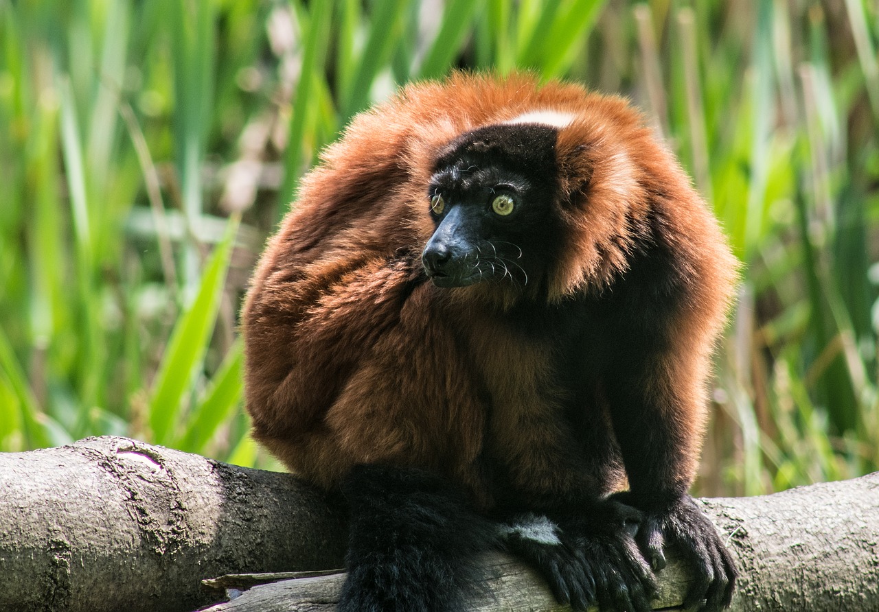 big brown lemur  mammal  lemurs free photo