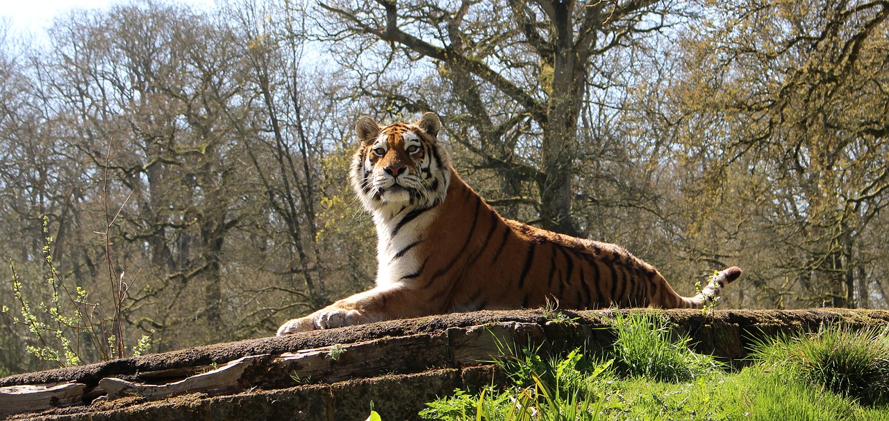 big cat tiger wildlife free photo