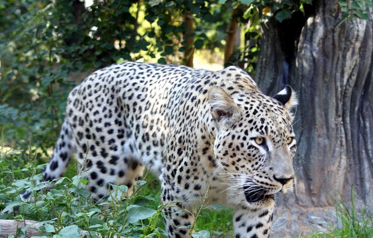 big cat cat leopard free photo