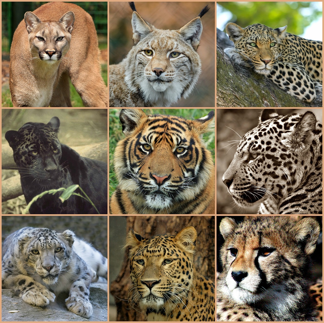 big cats collage predators free photo