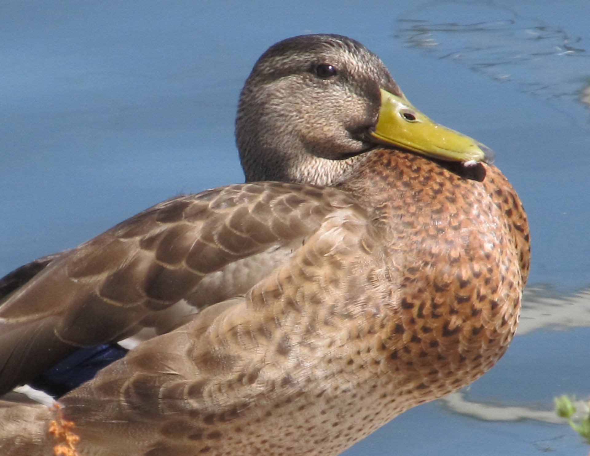 canadian duck duck closeup free photo