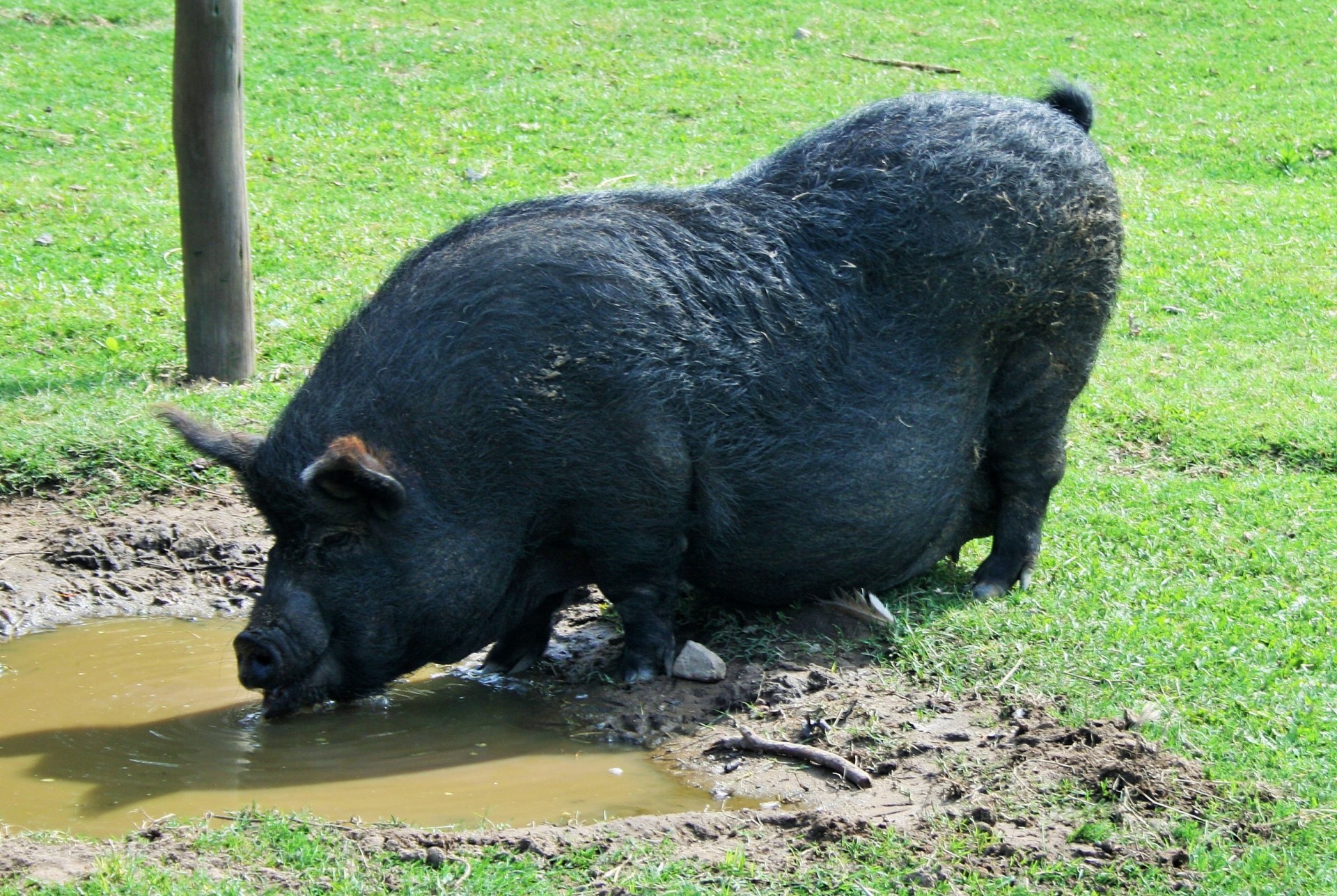 pig large fat free photo