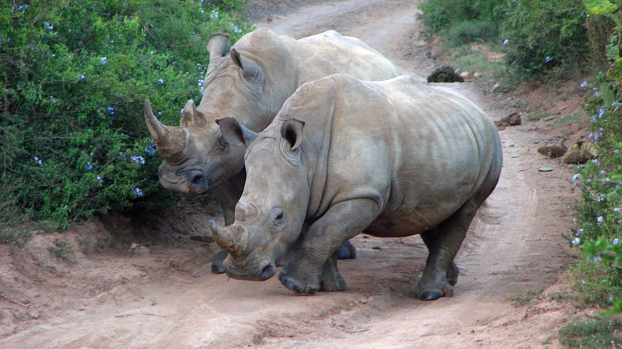 big five rhino reserve free photo