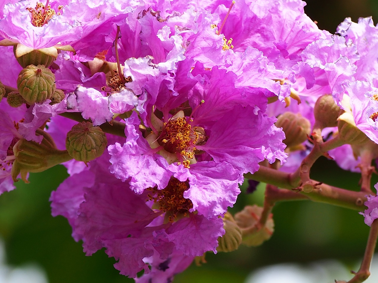 Download free photo of Big flower,crape myrtle,pink and purple,taipei ...