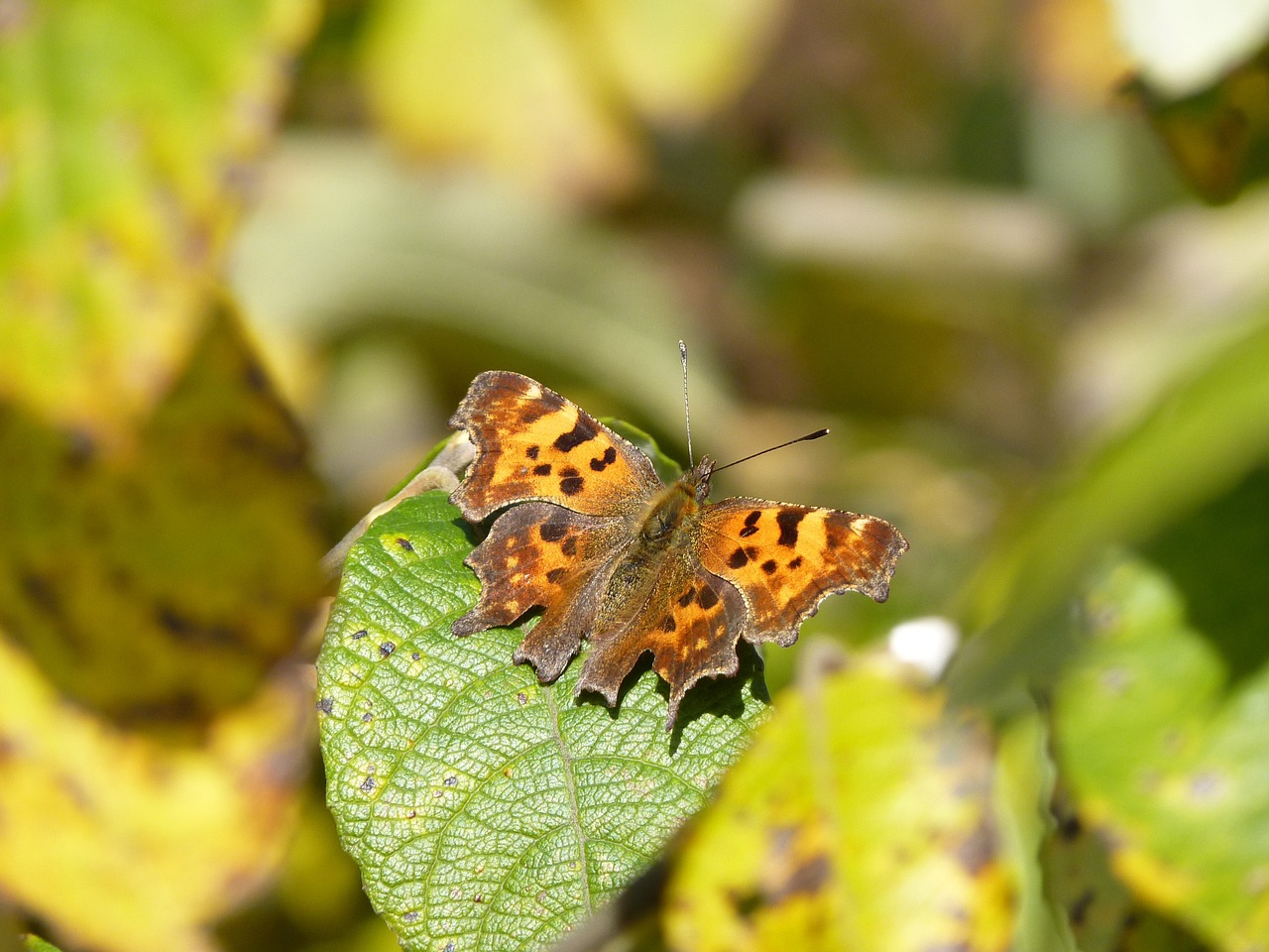 big fox butterfly insect free photo