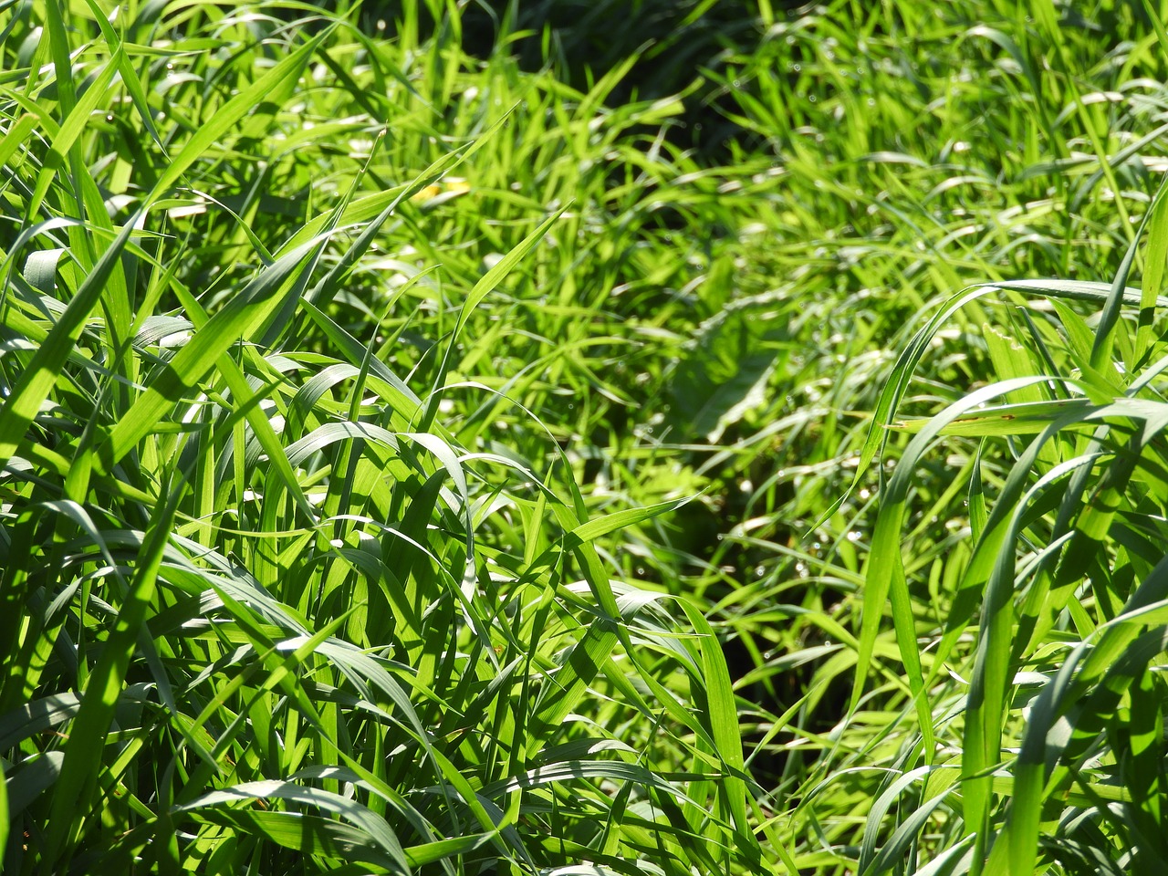 big grass grass plant free photo
