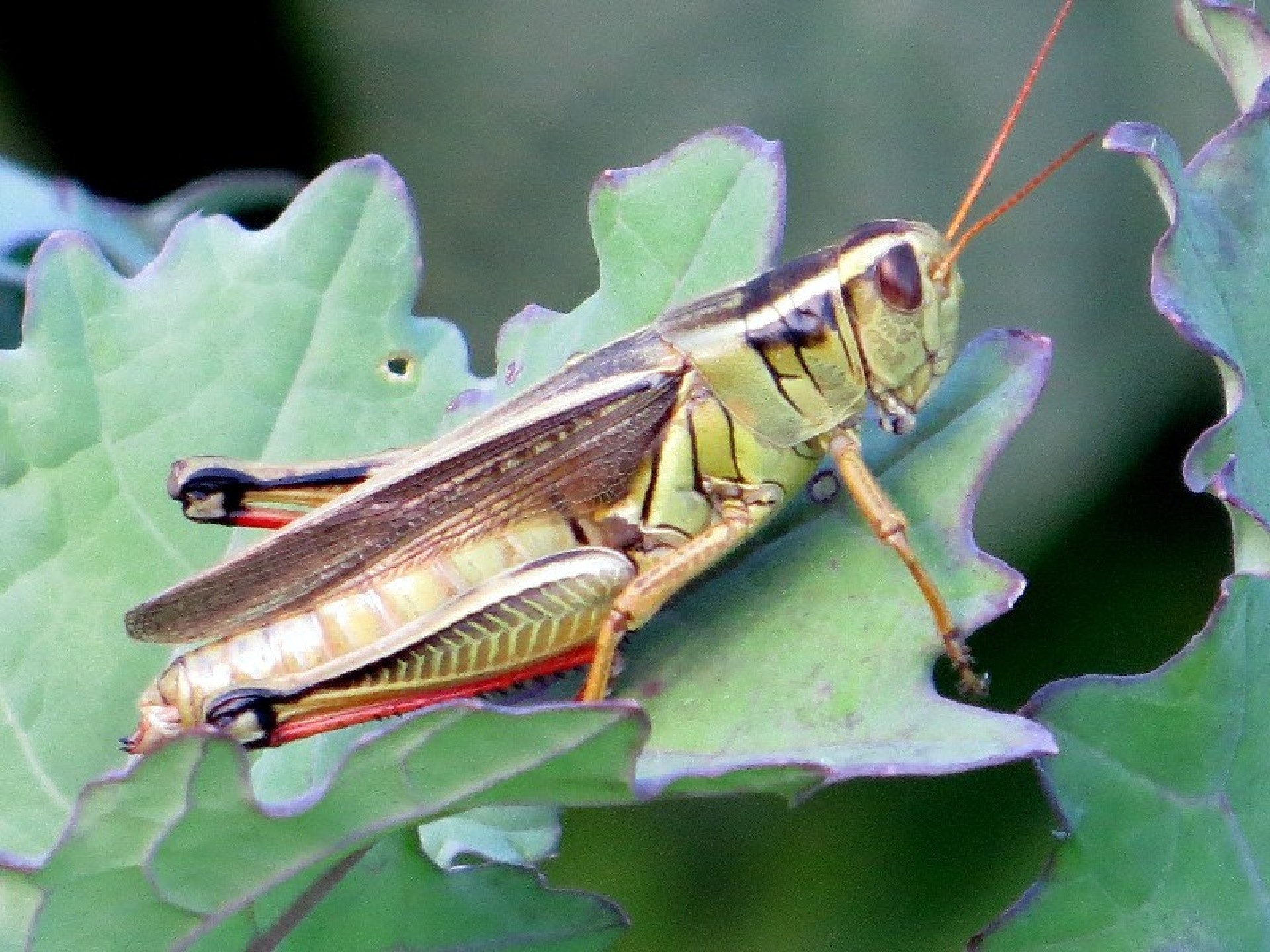 grasshopper insects bugs free photo
