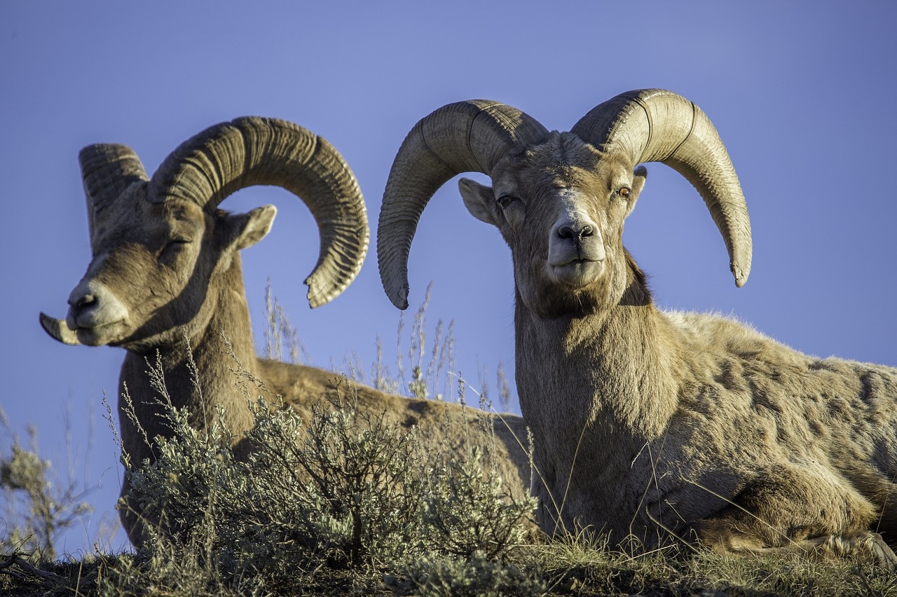 big horn rams wildlife sheep free photo