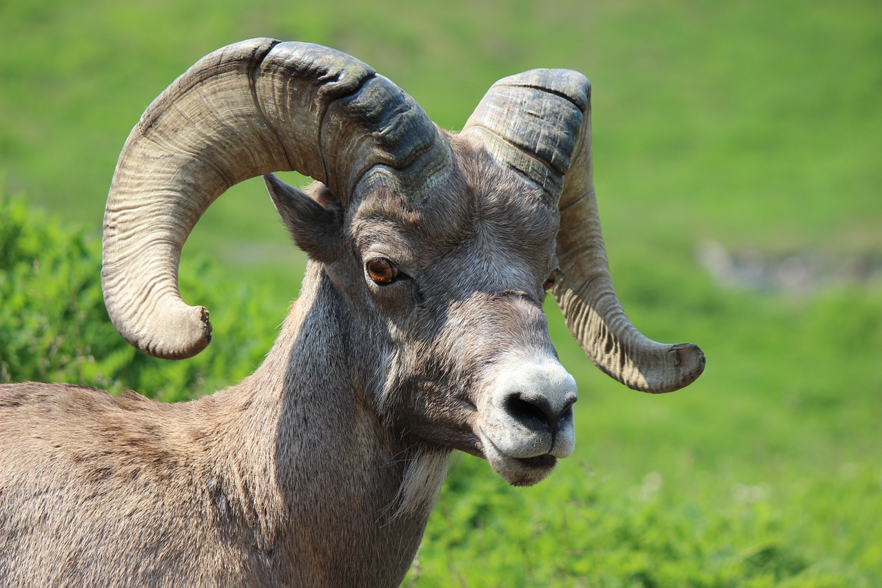 big horn sheep ram animal free photo